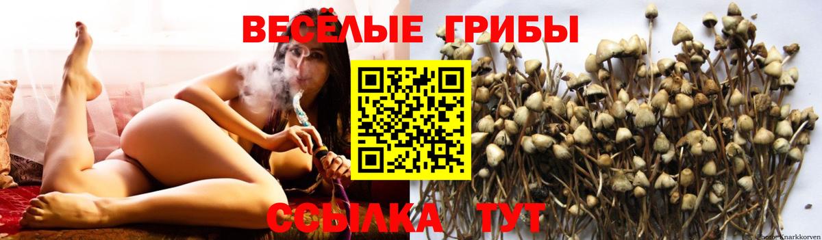 Псилоцибиновые грибы прущие грибы  наркота  Севастополь  Вход с VPN 
